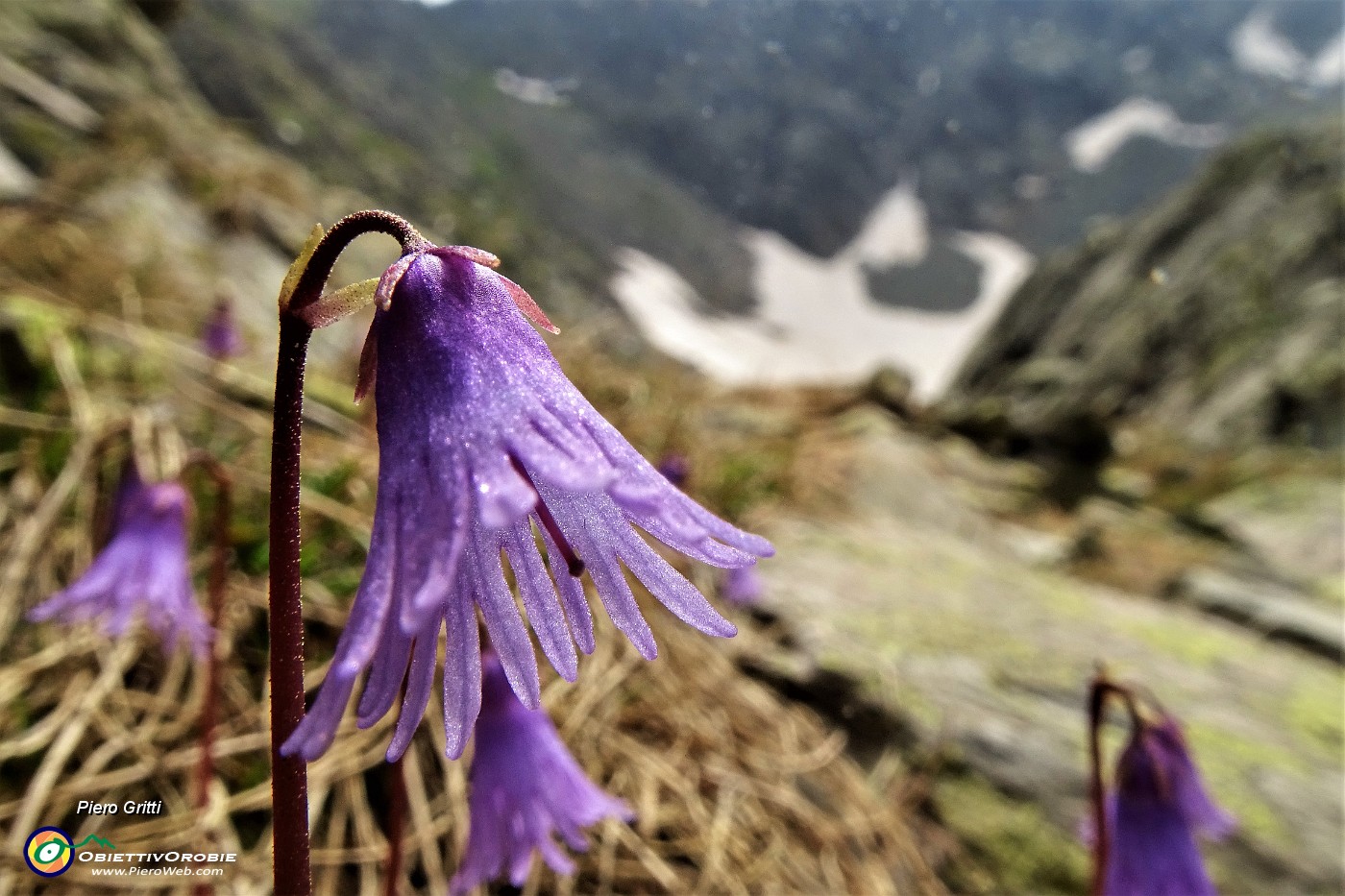 57 Soldanella alpina alla macro.JPG